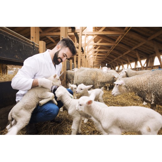 VETERINARY HUSBANDRY
